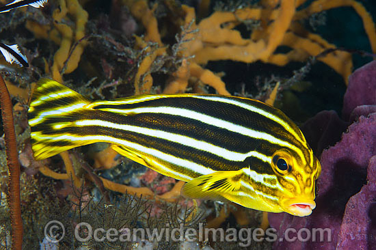Ribbon Sweetlips photo Ribbon Sweetlips photo