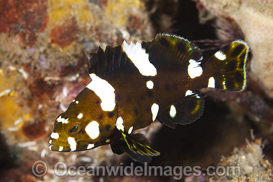 Marbled Rock Cod photo