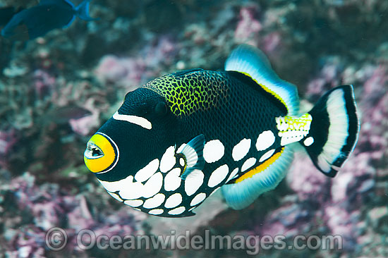 Clown Triggerfish photo Clown Triggerfish photo