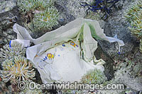 Pollution on reef Photo - Gary Bell