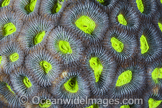 Coral polyps Favia photo Coral polyps Favia photo