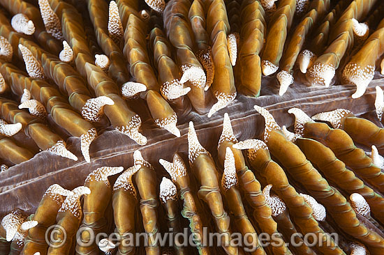 Mushroom Coral photo Mushroom Coral photo