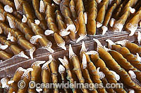 Mushroom Coral Photo - Gary Bell