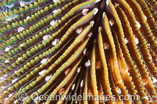 Mushroom Coral polyps photo Mushroom Coral polyps photo
