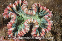 Coral Photo - Gary Bell