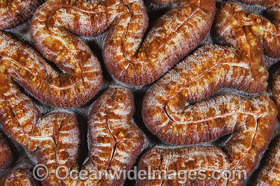 Brain Coral photo Brain Coral photo
