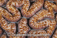 Brain Coral Photo - Gary Bell