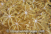 Flower Soft Coral Xenia sp. Photo - Gary Bell