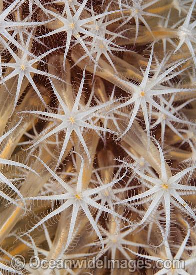 Flower Soft Coral Xenia sp. photo Flower Soft Coral Xenia sp. photo
