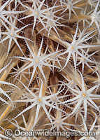 Flower Soft Coral Xenia sp. Photo - Gary Bell