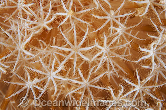 Flower Soft Coral Xenia sp. photo