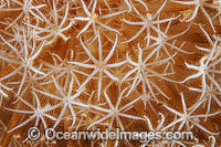 Flower Soft Coral Xenia sp. Photo - Gary Bell