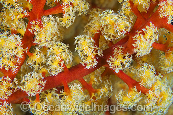 Fan Coral (Siphonogorgia sp photo Fan Coral (Siphonogorgia sp photo