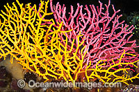 Sea Fan Coral Acabaria sp. Photo - Gary Bell