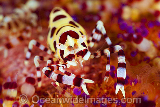 Sea Urchin Shrimp on Fire Urchin photo Sea Urchin Shrimp on Fire Urchin photo