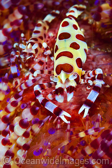 Sea Urchin Shrimp on Fire Urchin photo