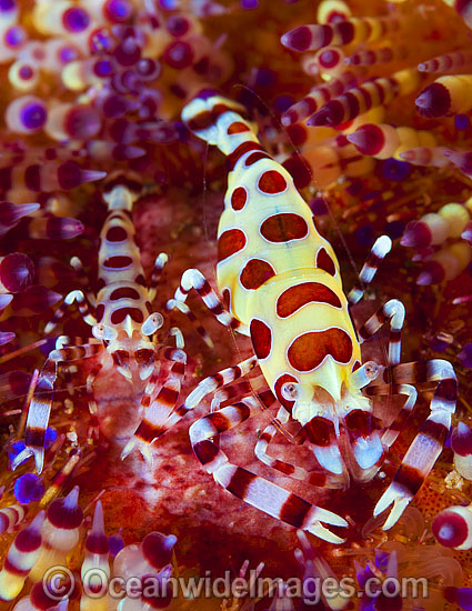 Urchin Shrimp on Fire Urchin photo
