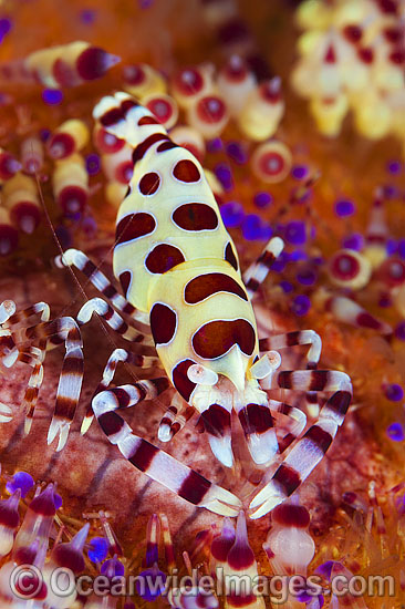 Urchin Shrimp on venmous Fire Urchin photo