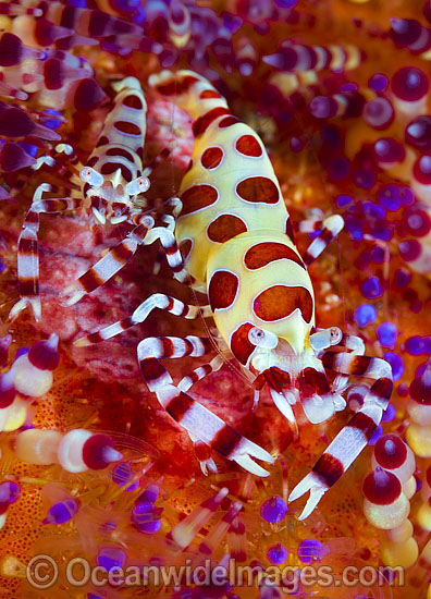 Sea Urchin Shrimp on Fire Urchin photo Sea Urchin Shrimp on Fire Urchin photo