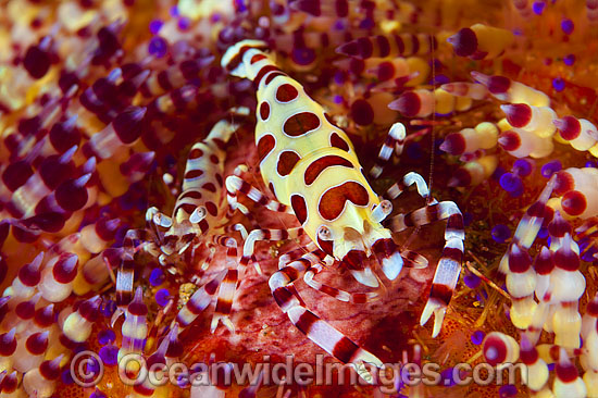 Urchin Shrimp on Fire Urchin photo Urchin Shrimp on Fire Urchin photo