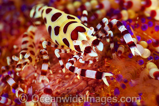 Urchin Shrimp on venmous Fire Urchin photo Urchin Shrimp on venmous Fire Urchin photo