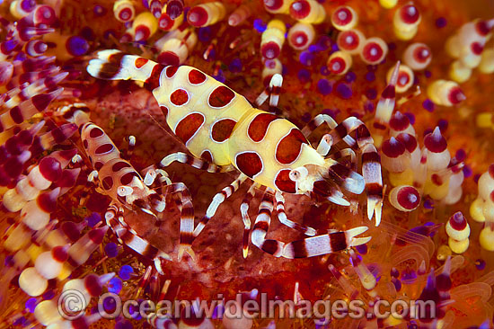 Sea Urchin Shrimp on Fire Urchin photo Sea Urchin Shrimp on Fire Urchin photo