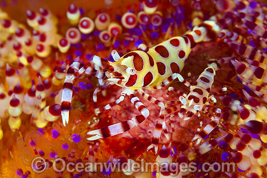 Urchin Shrimp on Fire Urchin photo Urchin Shrimp on Fire Urchin photo