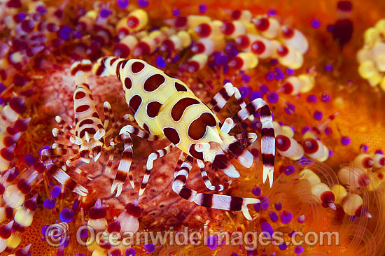 Urchin Shrimp on venmous Fire Urchin photo