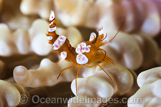 Anemone Shrimp on Sea Anemone photo Anemone Shrimp on Sea Anemone photo