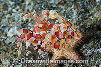 Harlequin Shrimp feeding on sea star Photo - Gary Bell