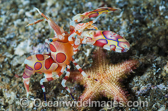 Harlequin Shrimp feeding on sea star photo Harlequin Shrimp feeding on sea star photo