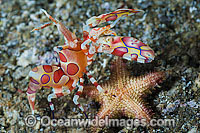 Harlequin Shrimp feeding on sea star Photo - Gary Bell