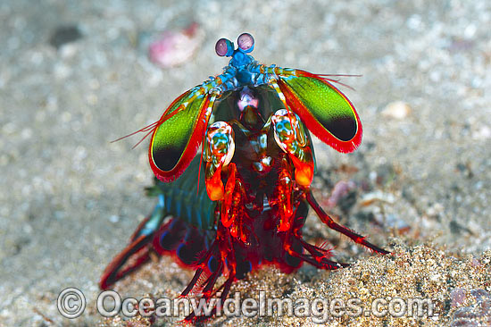 Mantis Shrimp Odontodactylus scyallarus photo