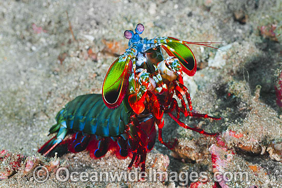 Mantis Shrimp photo Mantis Shrimp photo