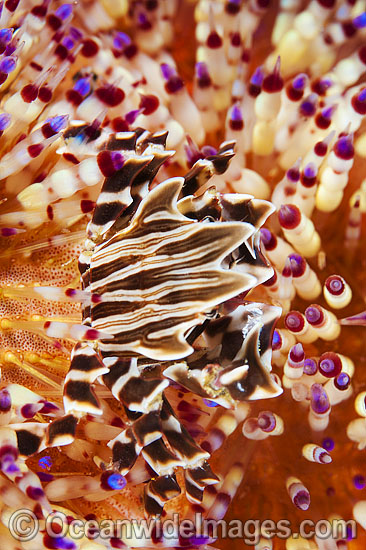 Zebra Urchin Crab Zebrida adamsii photo Zebra Urchin Crab Zebrida adamsii photo