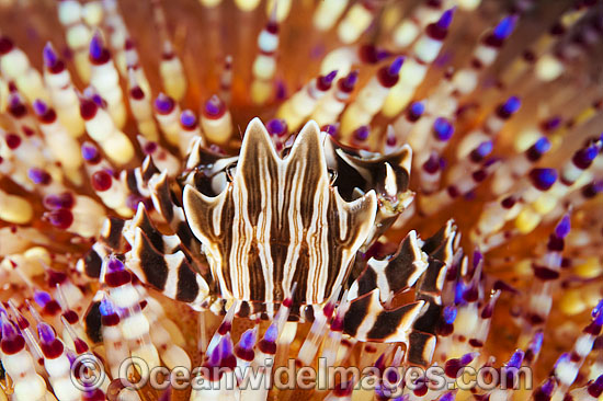 Zebra Urchin Crab Zebrida adamsii photo Zebra Urchin Crab Zebrida adamsii photo