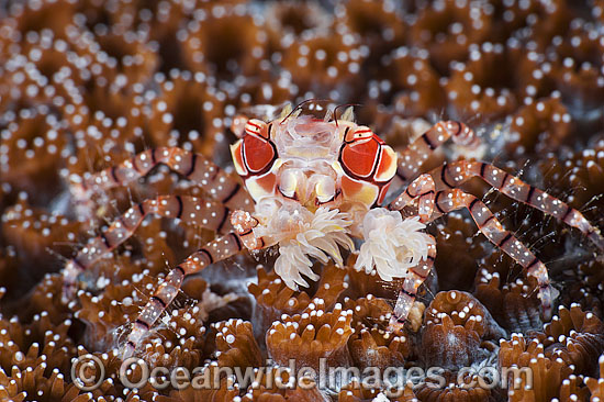 Boxer Crab resting on coral photo Boxer Crab resting on coral photo