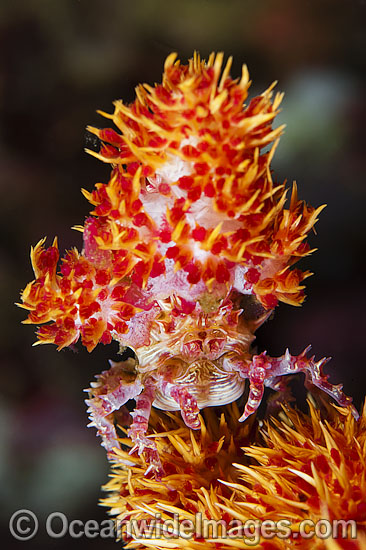 Candy Crab decorated in Soft Coral photo Candy Crab decorated in Soft Coral photo
