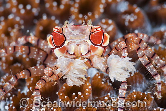 Boxer Crab Lybia tessellata photo Boxer Crab Lybia tessellata photo