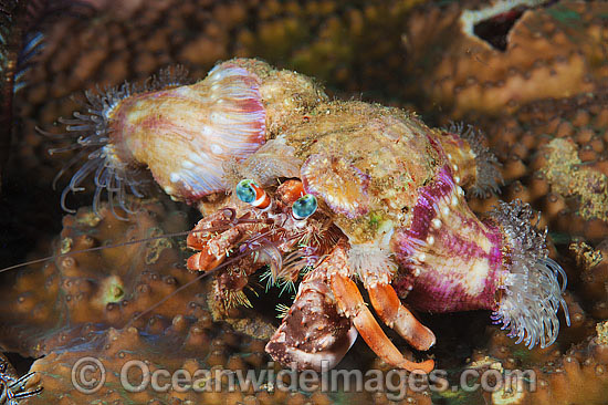 Hermit Crab Dardanus pedunculatus photo Hermit Crab Dardanus pedunculatus photo
