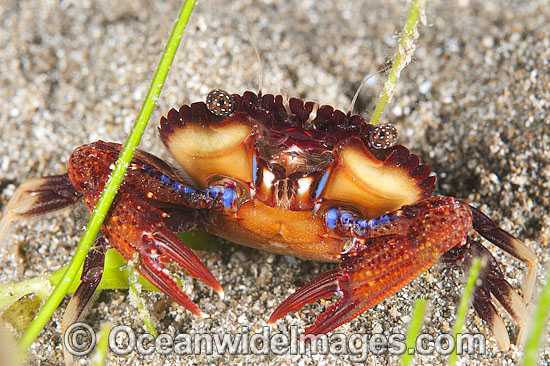 Rock Crab Plagusia dentipes photo Rock Crab Plagusia dentipes photo