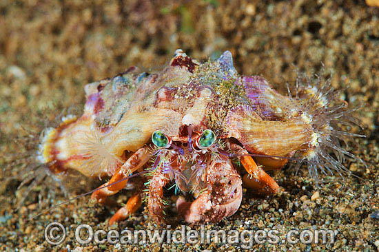 Hermit Crab photo Hermit Crab photo