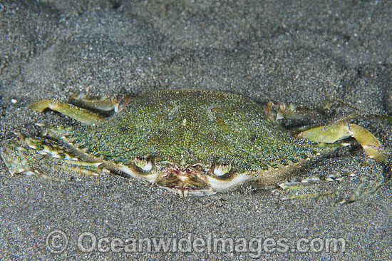 Swimmer Crab in sand photo Swimmer Crab in sand photo