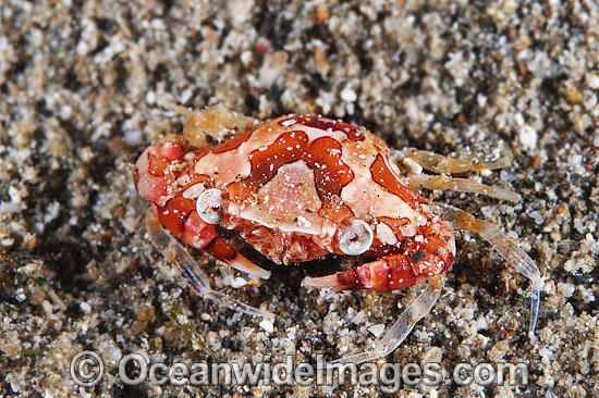 Harlequin Crab Lissocarcinus laevis photo Harlequin Crab Lissocarcinus laevis photo