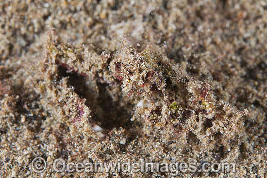 Crab covered in sand photo Crab covered in sand photo