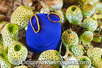 Blue Tunicate & GreenTunicate Photo - Gary Bell