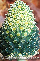 Bottlebrush Ascidian Photo - Gary Bell