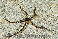 Brittle Star Photo - Gary Bell