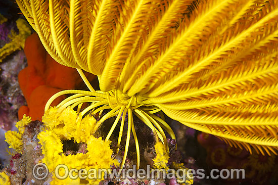 Crinoid hold-fasts photo Crinoid hold-fasts photo