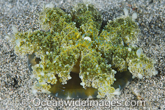 Upside Down Jellyfish Cassiopea sp. photo Upside Down Jellyfish Cassiopea sp. photo